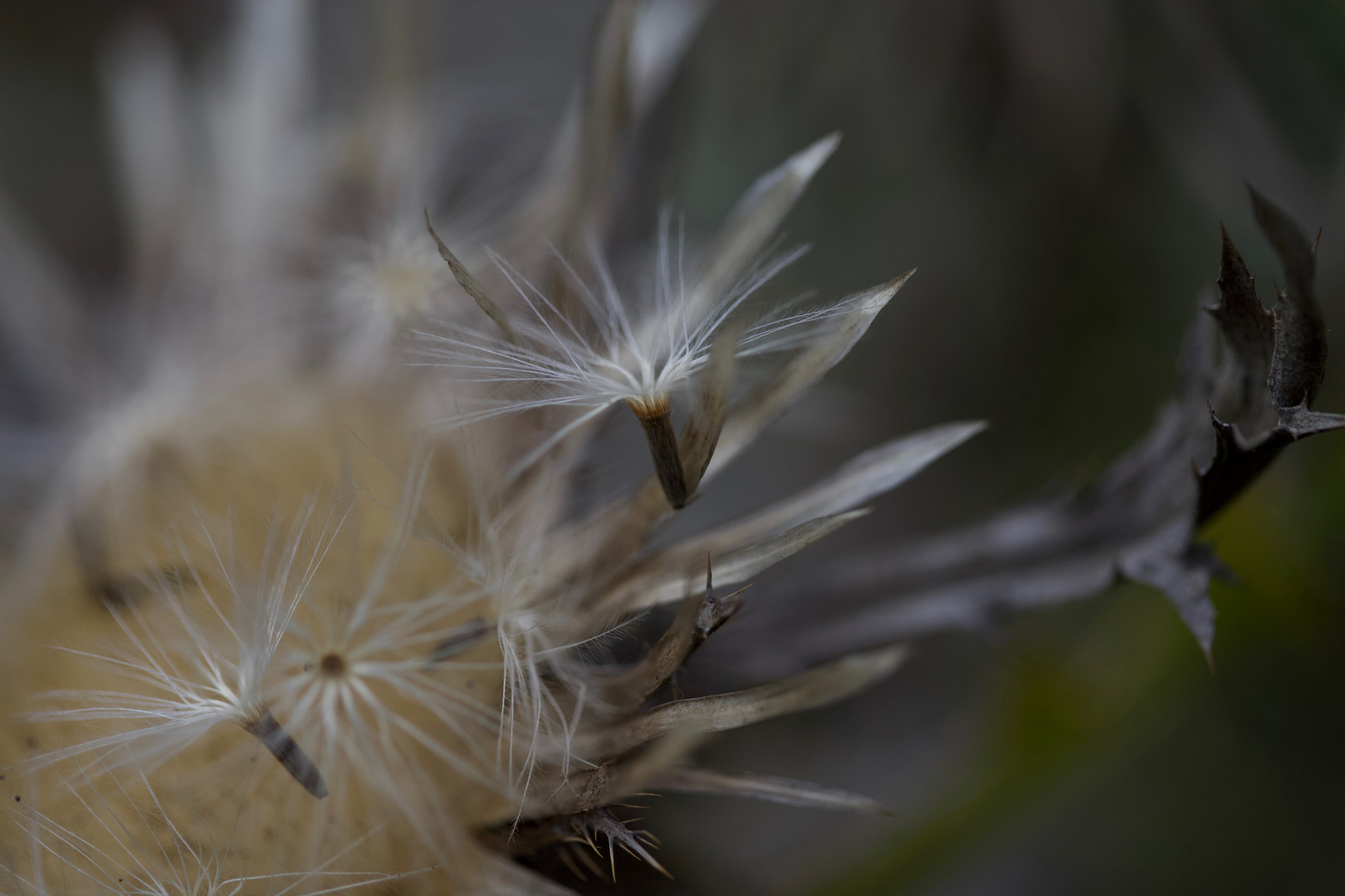 Aufbruch an der Silberdistel