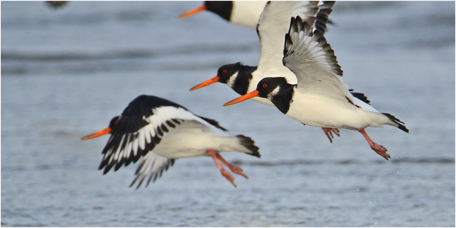 Aufbruch der Austernfischer (Haematopus ostralegus) . . .