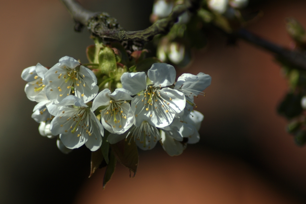 Aufbruch der Kirschblüten