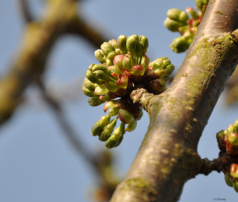 Aufbruch der Kirschen in den Frühling