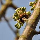 Aufbruch der Kirschen in den Frühling