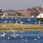 Aufbruch ... die Kutter kamen vom Fischfang  zurück