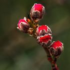 Aufbruch in den Frühling 