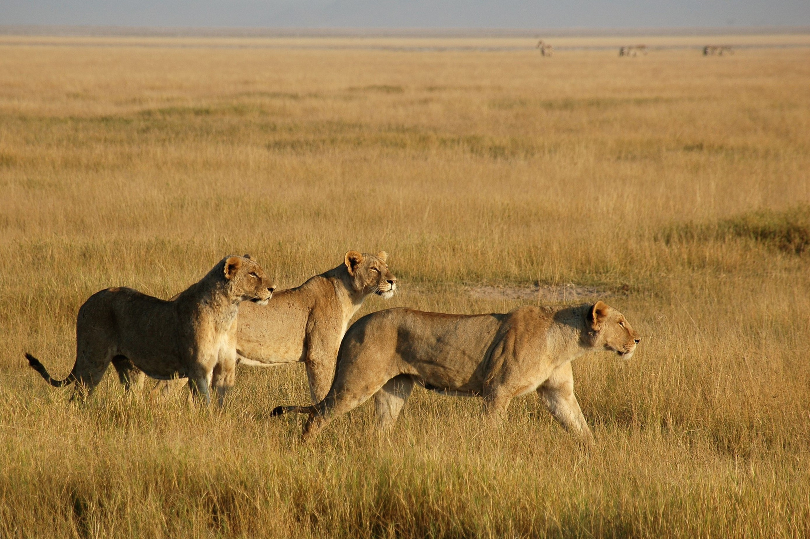 Aufbruch - Löwinnen im Ambroseli NP (Kenia)