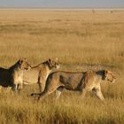 Aufbruch - Löwinnen im Ambroseli NP (Kenia)