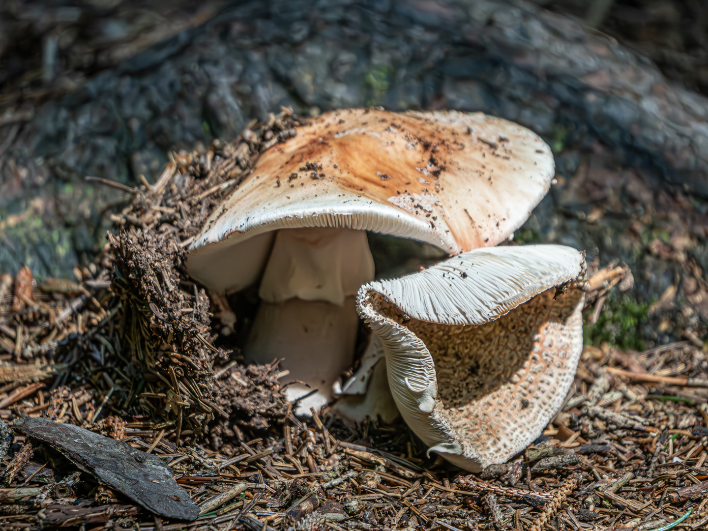 Aufbruch oder "zwei Pilze"