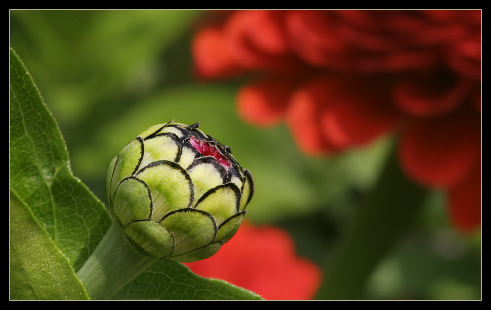 Aufbruch ... - Open up of a bud with flowers in the background