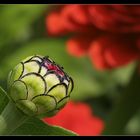 Aufbruch ... - Open up of a bud with flowers in the background