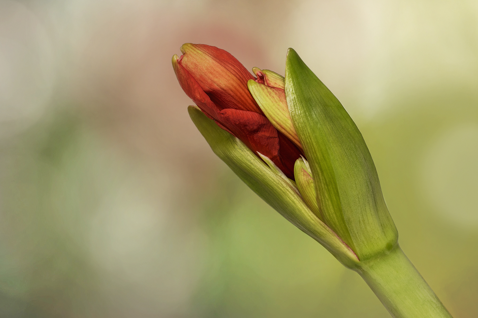 Aufbruch ~ Ritterstern ~ Hippeastrum.....