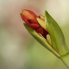 Aufbruch ~ Ritterstern ~ Hippeastrum.....