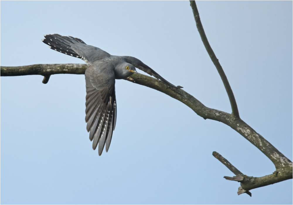 Aufbruch zum Jagdflug