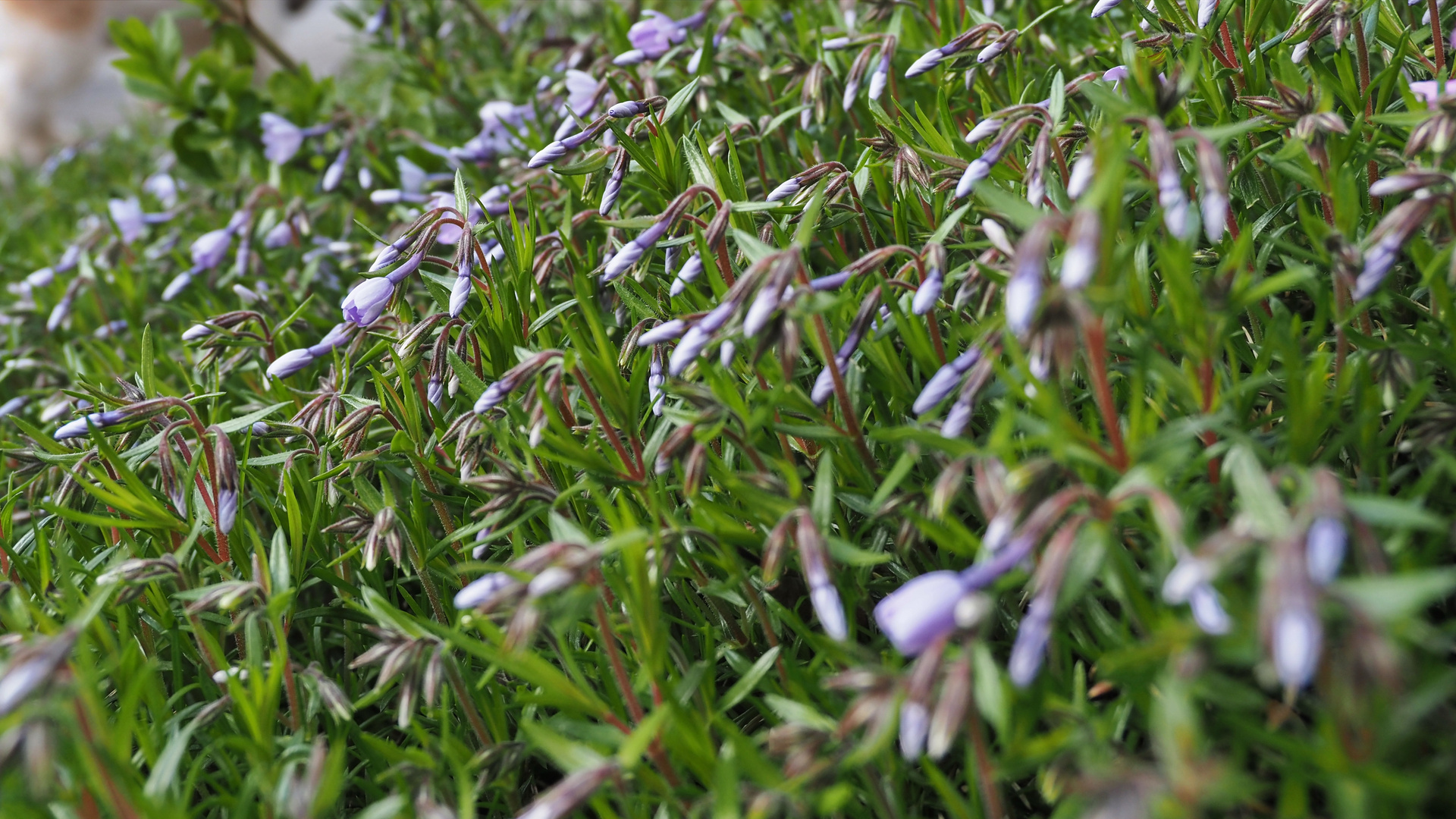 Aufbruchsstimmung in der Hecke