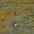 Aufbruchstimmung bei den Brachvögeln (Regenbrachvögel ???)