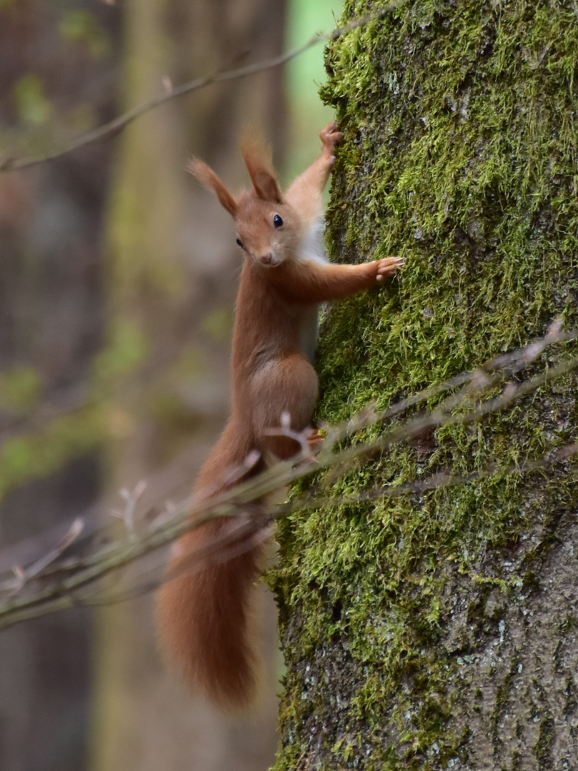 AufDenBaum