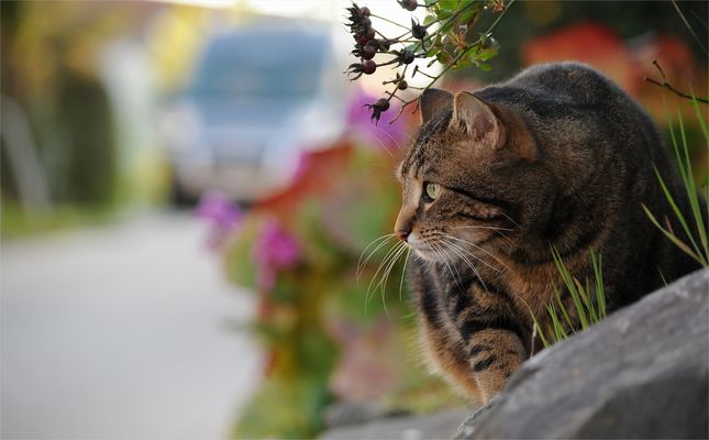 *Auf°der°Lauer°Blick*