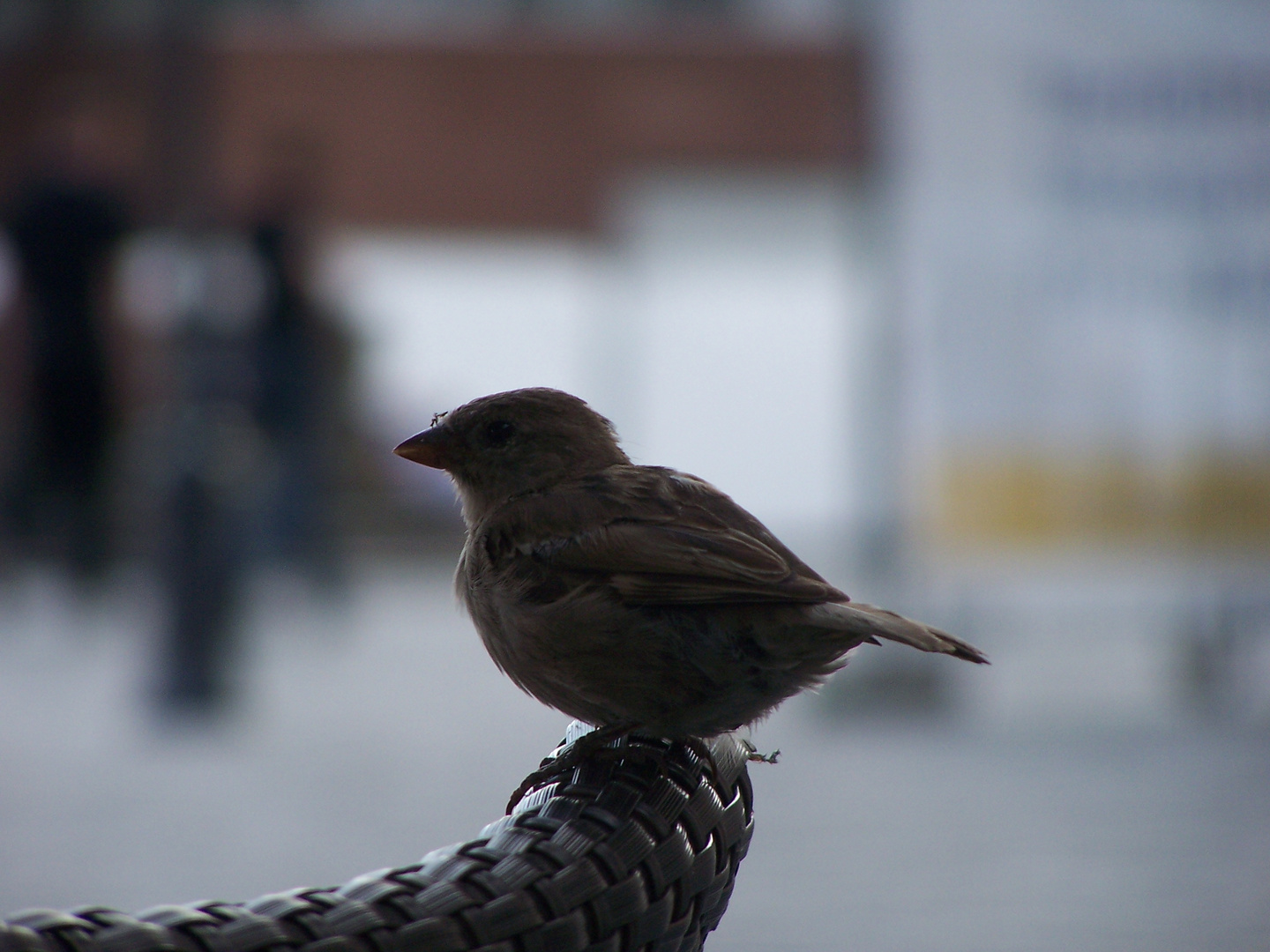 Aufdringlicher Besucher