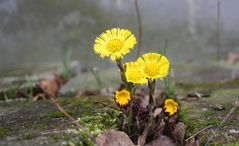 Auferstanden..... aus Ruinen