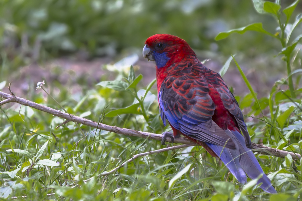 Auffallend Rot -Blau