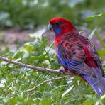 Auffallend Rot -Blau