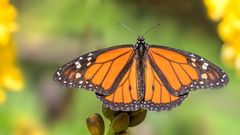 auffallende Erscheinung