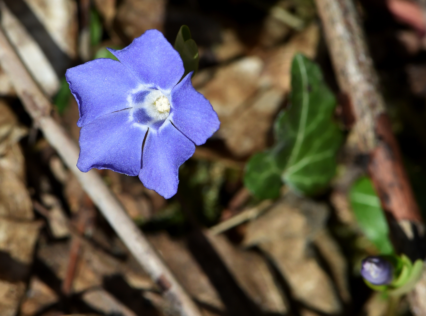 Auffallendes Blau