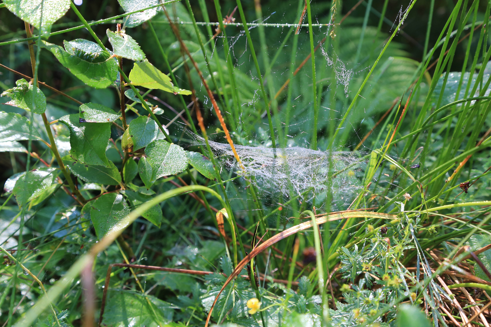  Auffangnetz (Spinnennetz)