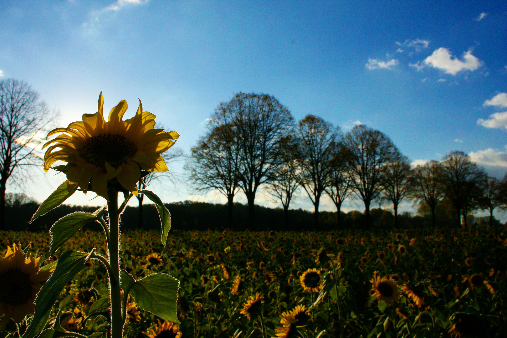 auffem feld