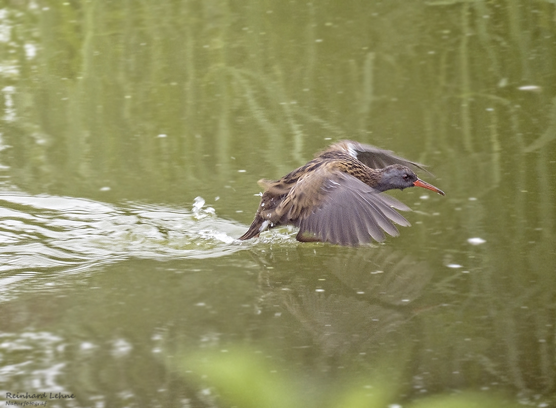  Auffliegende Wasserralle