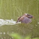  Auffliegende Wasserralle