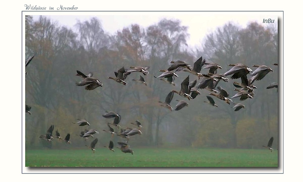 auffliegende Wildgänse