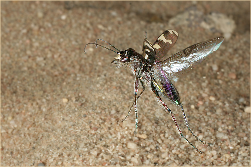 Auffliegender Sandlaufkäfer