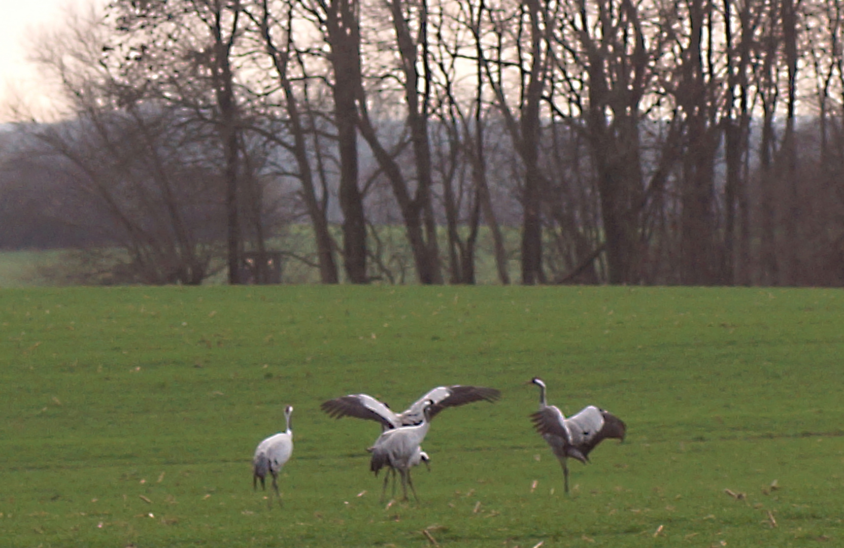 Aufforderung zum Tanz Foto & Bild tiere, wildlife, wild lebende vögel