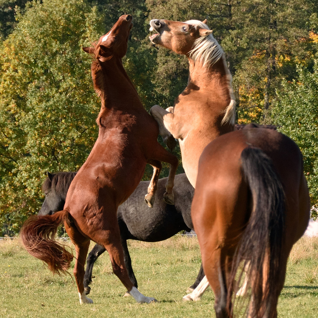 Aufforderung zum Tanz in der Abendsonne