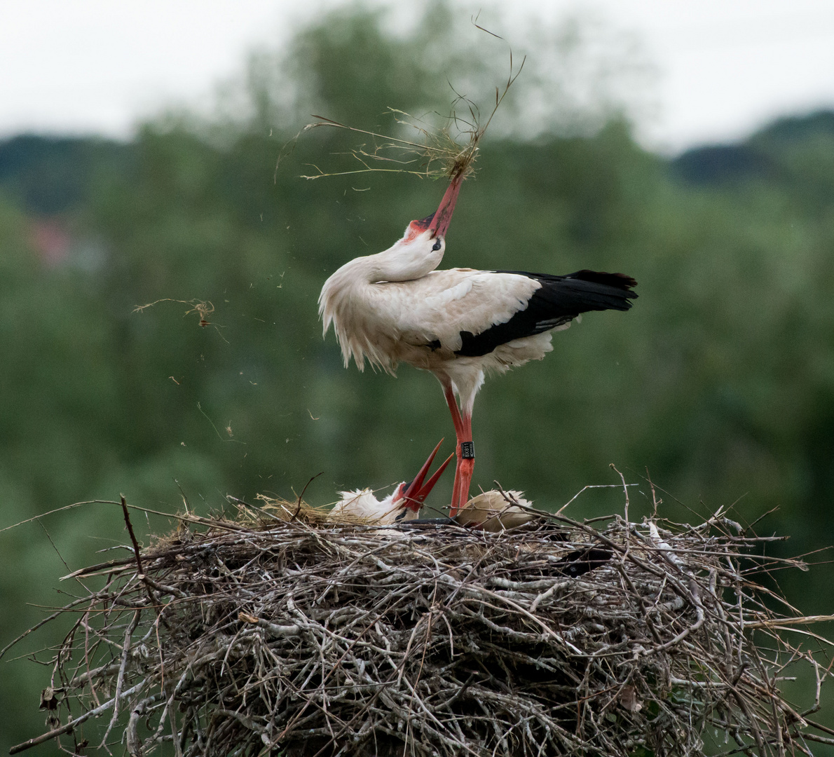 Auffrischung