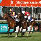 Aufgalopp Magdeburg 2011