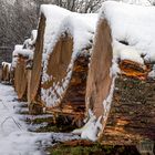  . . . aufgebahrt zur "Baumbeschau"