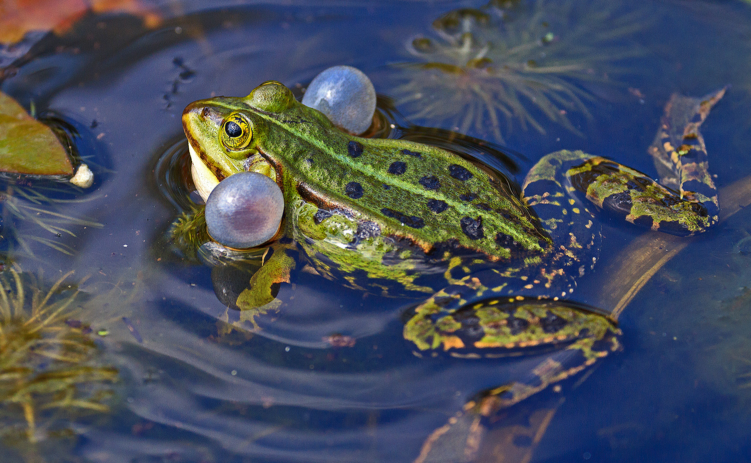 Aufgeblasen