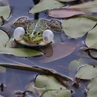 Aufgeblasener Frosch...