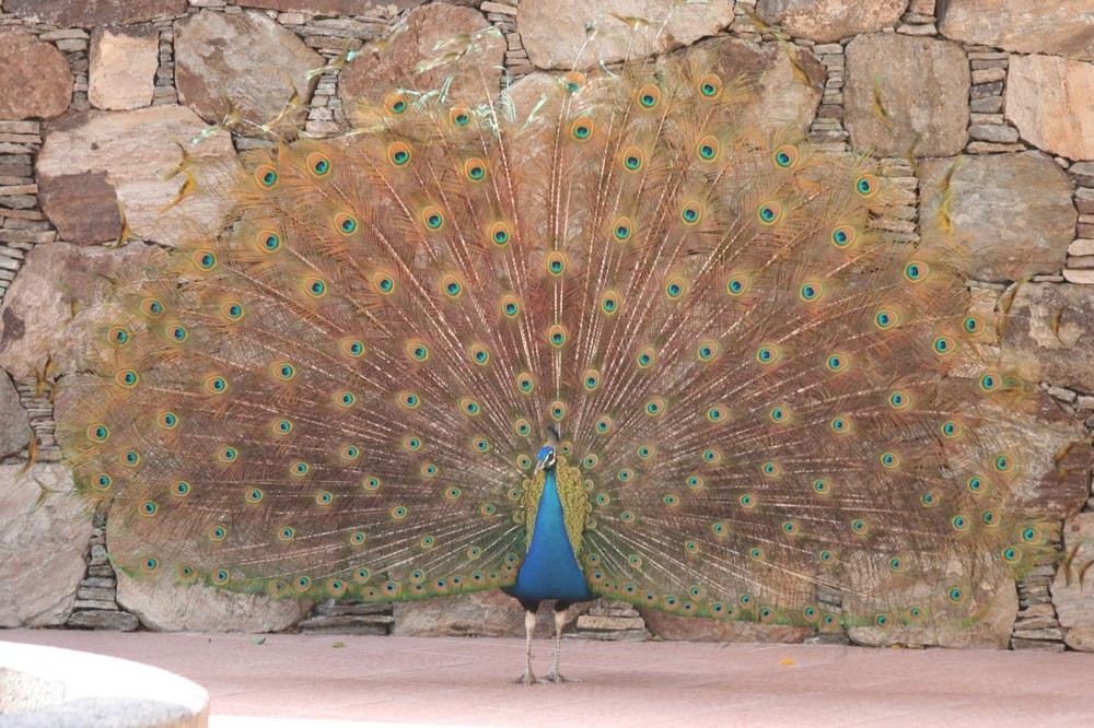 Aufgeblasener Pfau