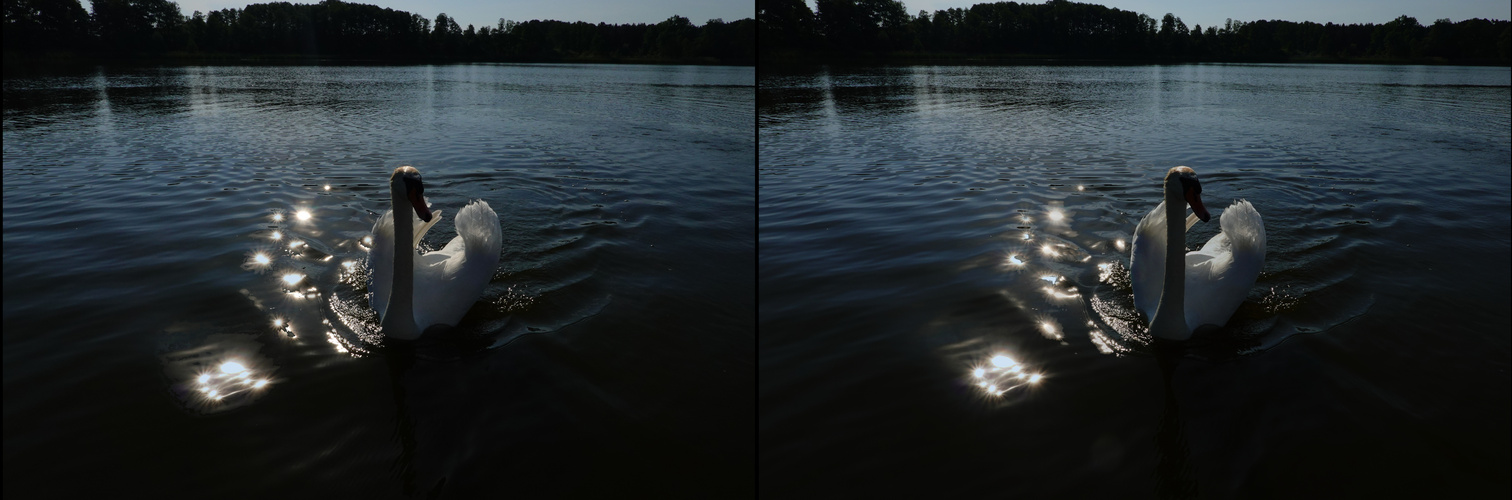 aufgeblasener Schwan kommt angeschwant (3D-X-View)