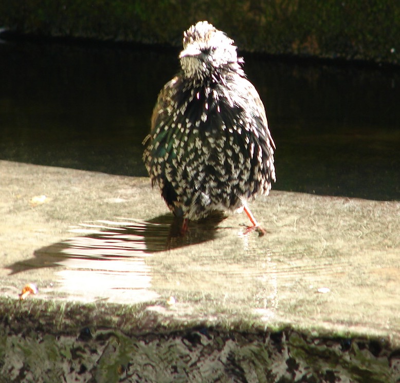 Aufgeblasener Vogel in Paris