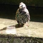 Aufgeblasener Vogel in Paris