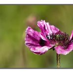 Aufgeblüht in der schönensten Farben