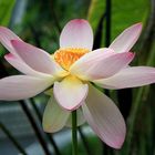 Aufgeblüht - Nelumbo nucifera