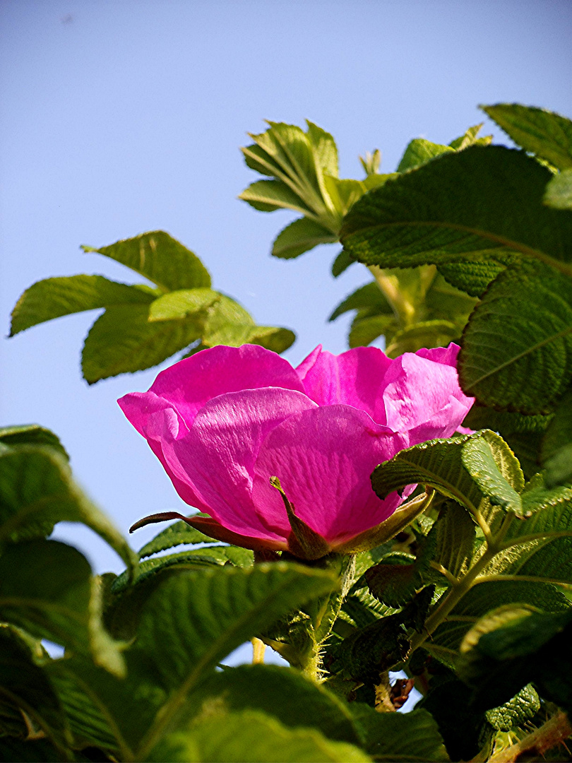 Aufgeblühte Heckenrose