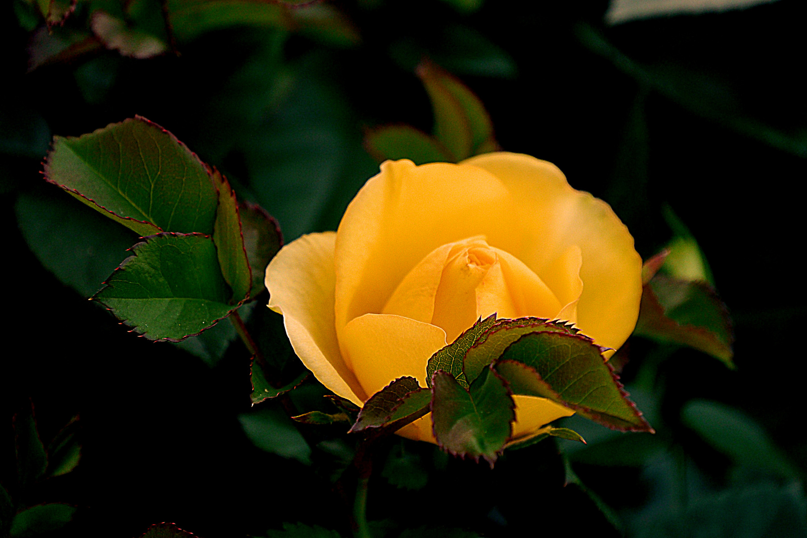 Aufgeblühte Rose in meiner Pflanz-Schale auf meinem Balkon.