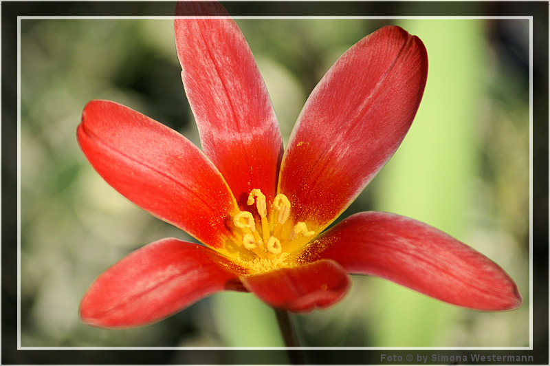 Aufgeblühte Tulpe