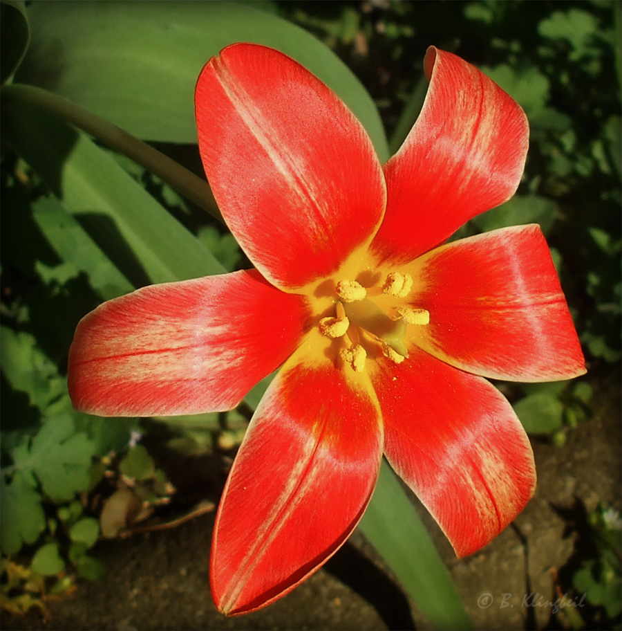 Aufgeblühte Tulpe