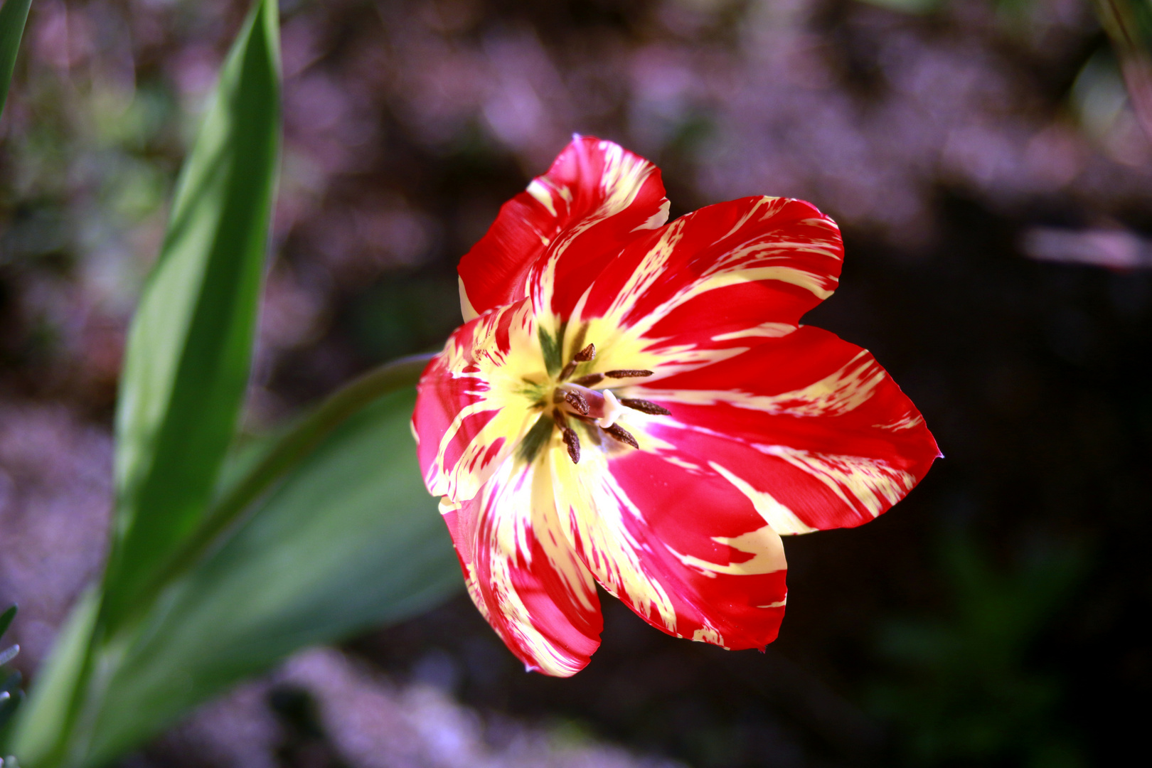 aufgeblüte Tulpe