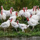 Aufgebrachte Truthühner (meleagris gallopavo)